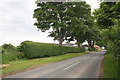 Hedge beside B6285 outside High Grange