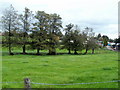 Line of trees, Nantyderry