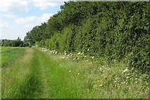SP7654 : Bridleway by the Quinton Screen by Philip Jeffrey