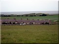 NU0346 : Cottages at Cheswick by James Denham