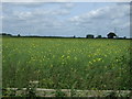 Oilseed rape crop