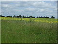 Farmland off Cowdale Lane