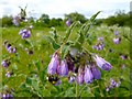 Russian Comfrey