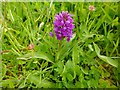 Northern Marsh-orchid (Dactylorhiza purpurella)