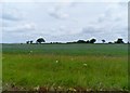 Linseed field near to Wood Farm