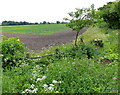 Farmland near Nailstone Wiggs