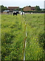 Paddocks by the bridleway