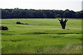 Farmland in front of Salcey Forest