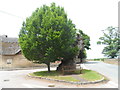 Bench, old dead oak tree and new tree, Easton Maudit