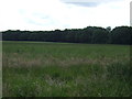 Farmland near Thorney