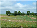 Narrow field near Wheelers Farm