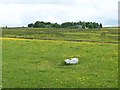 Buttercup meadow above West Haydon Farm