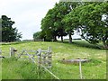 NY8565 : Small field at Plunder Heath by Oliver Dixon