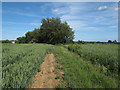 Footpath near Robjohns Farm, Finchingfield