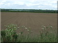 Farmland, Burton Fen