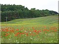 Poppies at Allerwash