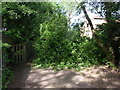 Fallen hawthorn across the path