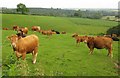 Cattle at West Anstey Farm