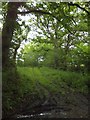 Overgrown track into a field near The Holt