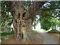 Ancient yew in Rolvenden Churchyard