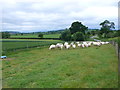 SP3045 : Sheep near Church Farm by Nigel Mykura