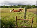H7576 : Cows, Terrywinny by Kenneth  Allen