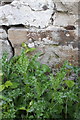 Benchmark on wall bounding Wensley Park