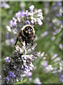 Bee on Lavender