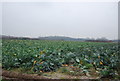 Cabbages, Park Rd