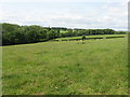 SO6762 : Cattle grazing near Heath Farm by Peter Whatley