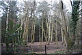 TR1056 : Woodland enclosure by N Chadwick