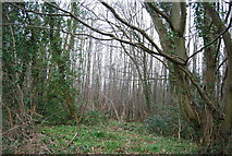 TR1157 : Bigbury Wood by N Chadwick