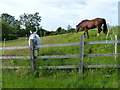 Horses along Newbold Road in Barlestone