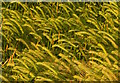 SU6474 : Ripening Winter Barley, Sulham, Berkshire by Edmund Shaw