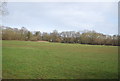 Grassland, Rowhill Reserve