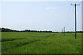 New power lines in the barley field