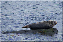 HP5601 : Common Seal (Phoca vitulina), Snarra Voe by Mike Pennington