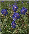 Meadow cranesbill, Lee Mill