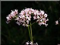 Common valerian west of Mark