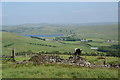 A cow on Hameldon Hill