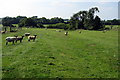 Grazing on a ridge and furrow field