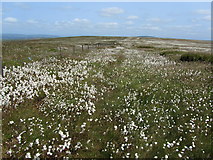 SD9129 : A Sea of Cotton Grass by Chris Heaton
