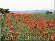 SU1271 : SW view across poppies on Overton Down by Gareth James