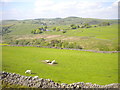 Sheep pasture, Wilshaw Farm