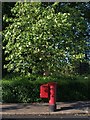 Postbox under a tree