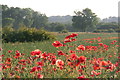 Poppies in oilseed rape