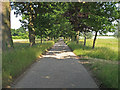 Tree lined bridleway to Bluegate Hall, Great Bardfield