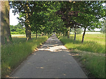 TL6829 : Tree lined bridleway to Bluegate Hall, Great Bardfield by Roger Jones