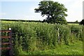 Path goes by  a thistle enclosure