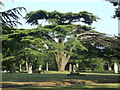 Cedar of Lebanon, Chatham Cemetery 